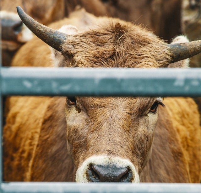 bull-trap