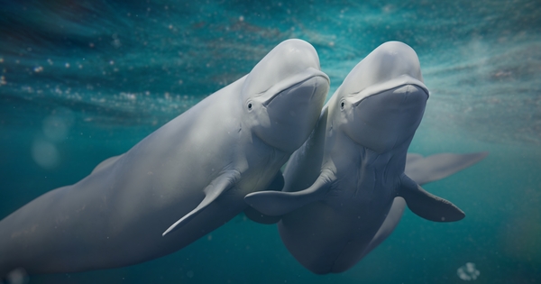 us-lawsuit-alleges-gold-project-will-harm-belugas