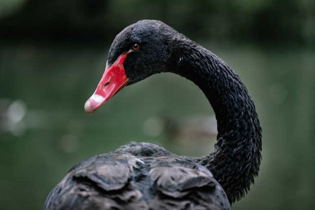 beware-the-black-swan