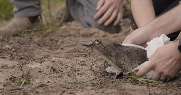 peabody-pays-for-more-platypuses-to-go-home