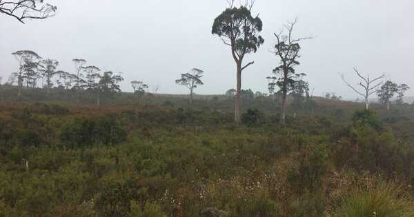 stellar-to-build-heemskirk-tsf-at-comstock